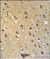 SPRN Antibody  (C-term)